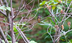 幼鳥（カワセミくん　大阪／千里）