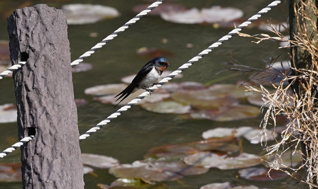 ツバメくん　　　大阪／豊中千里中央