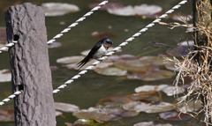 ツバメくん　　　大阪／豊中千里中央