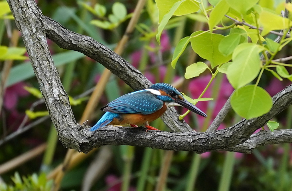 カワセミくん♂  大阪◇吹田千里