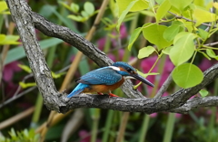 カワセミくん♂  大阪◇吹田千里