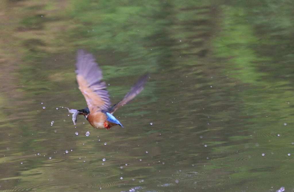 お魚ゲットなカワセミちゃん