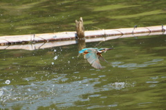 飛行なるカワセミちゃん
