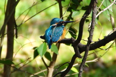 カワセミくん♂（大阪／堺市）
