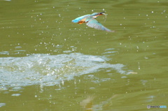 お魚くわえたカワセミちゃん