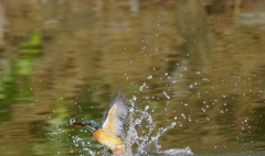 カワセミちゃんお魚ゲット