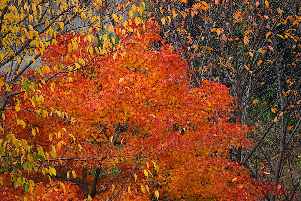 大阪／池田城跡