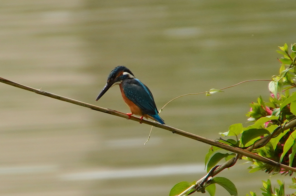 カワセミくん下方注視な　　　大阪／吹田千里