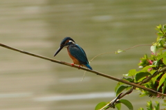 カワセミくん下方注視な　　　大阪／吹田千里