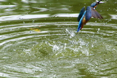お魚キャッチなカワセミくん