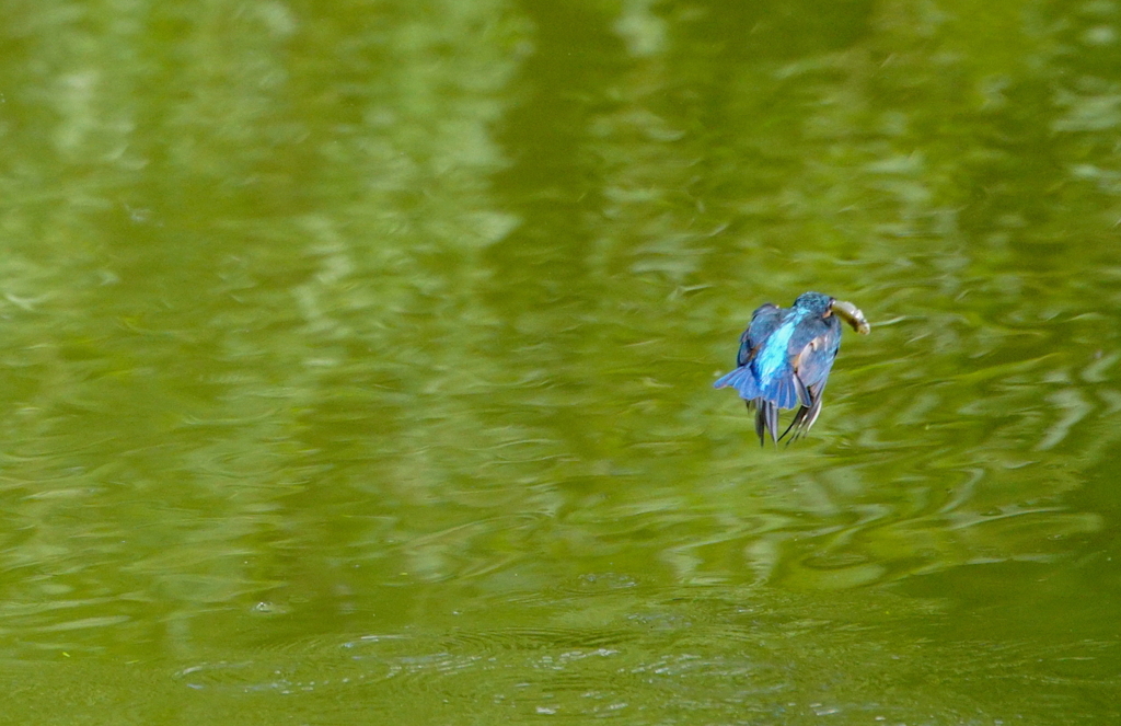お魚くわえ飛び去り