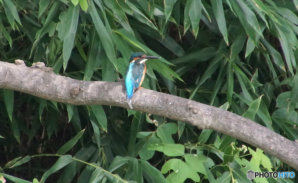 カワセミくん（大阪／茶臼山）