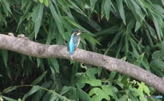 カワセミくん（大阪／茶臼山）