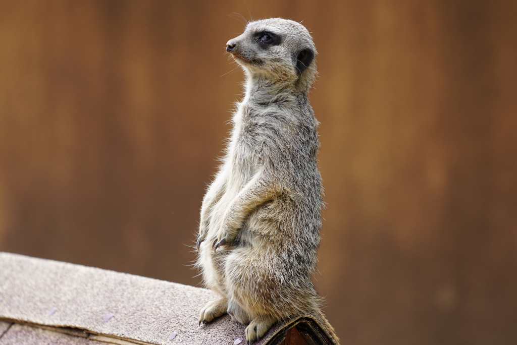 ミーアキャット　　姫路セントラルパーク