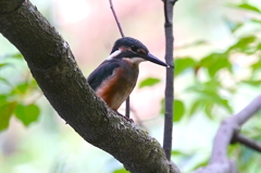 カワセミくん　大阪／豊中千里
