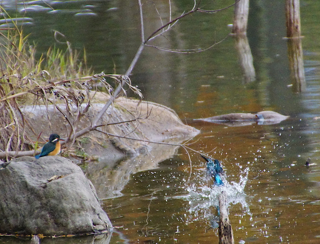 女子に見られて頑張る男子