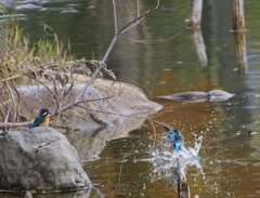 女子に見られて頑張る男子