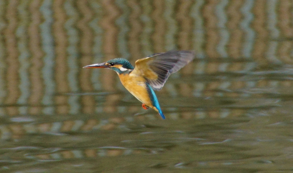 ホバリングなカワセミくん