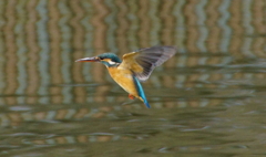 ホバリングなカワセミくん