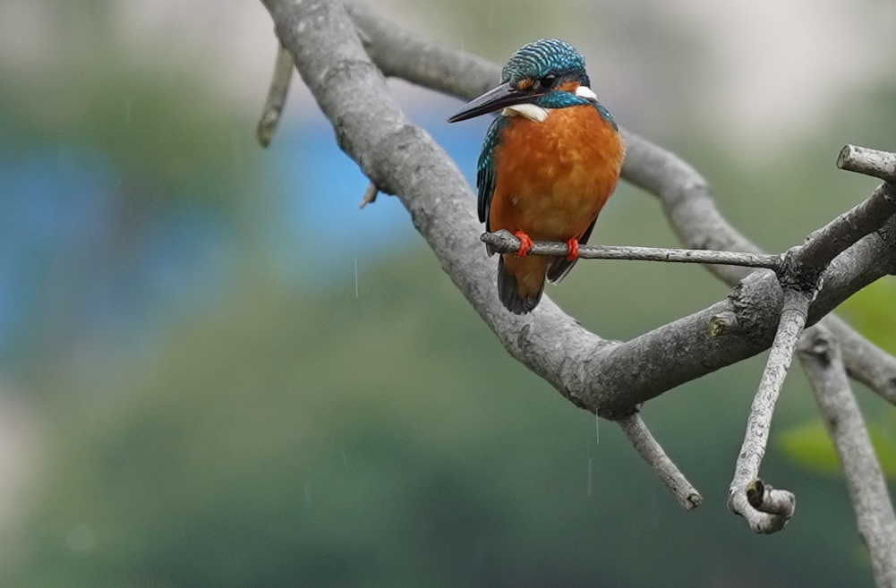 小雨、、カワセミくん　　大阪／吹田千里