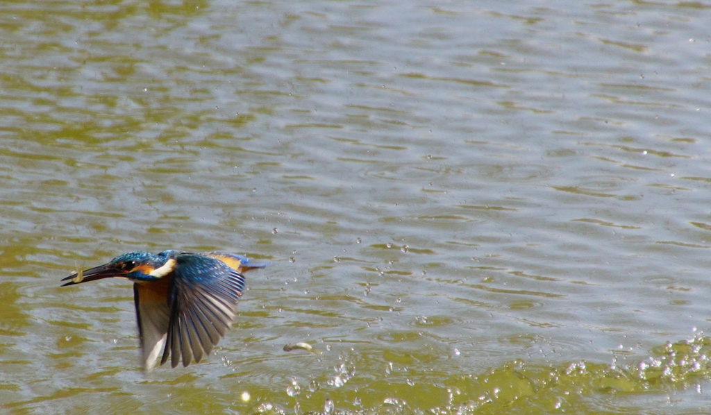 カワセミくん♂