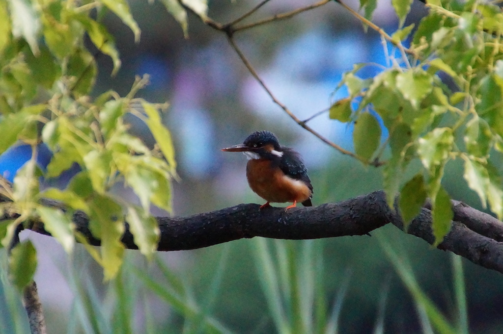 カワセミちゃん