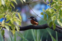 カワセミちゃん