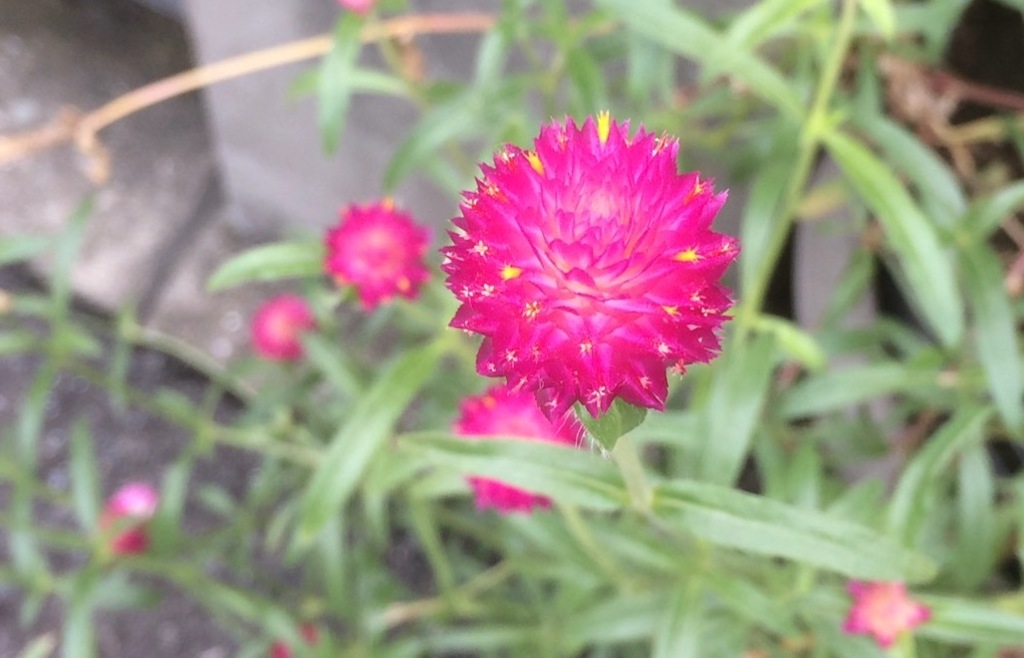 千日紅