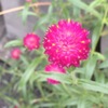 千日紅