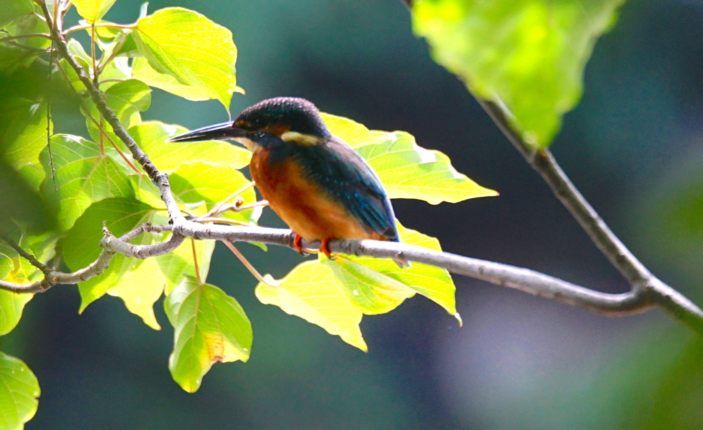 お気に入りの枝にカワセミくん（大阪／千里）