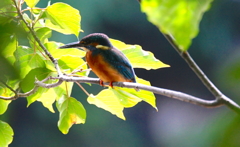 お気に入りの枝にカワセミくん（大阪／千里）
