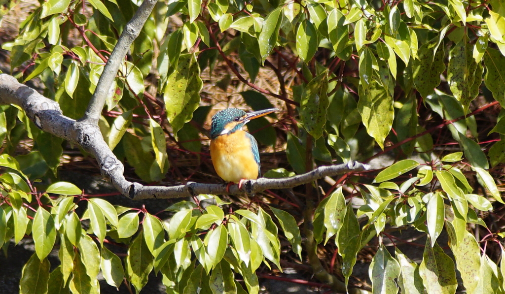 カワセミちゃん♀