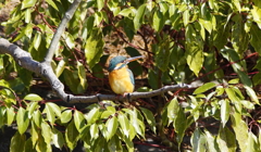 カワセミちゃん♀