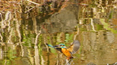 カワセミくん（大阪／城北）