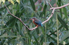 カワセミちゃん