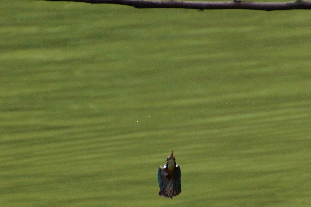 弾丸飛行姿勢カワセミちゃん