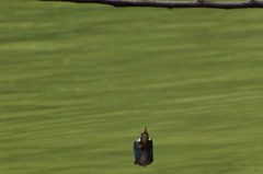 弾丸飛行姿勢カワセミちゃん