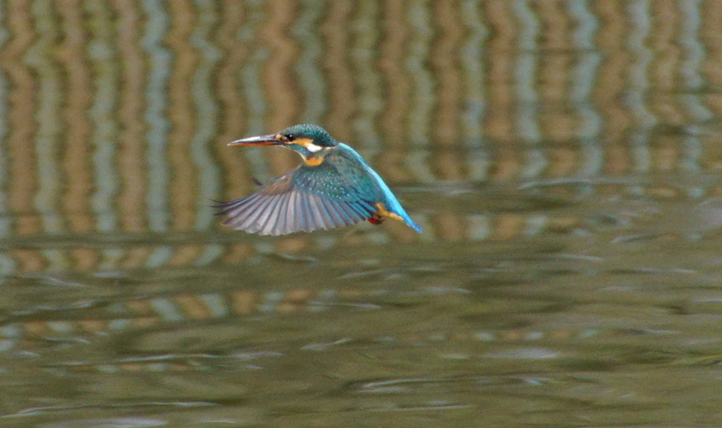 ホバリングなカワセミくん