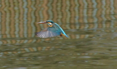 ホバリングなカワセミくん