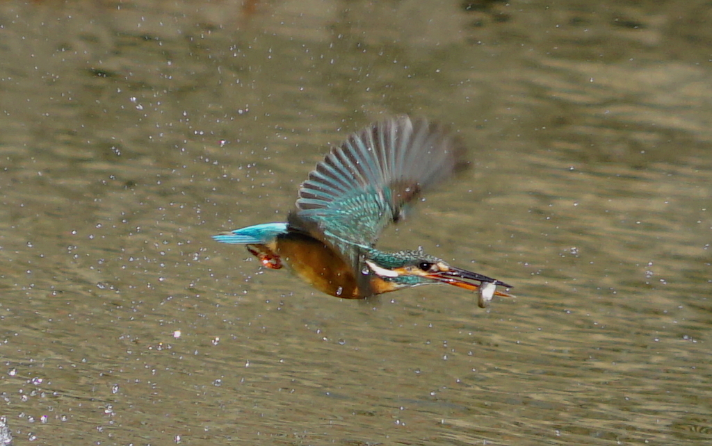 お魚ゲットなカワセミちゃん（♀）