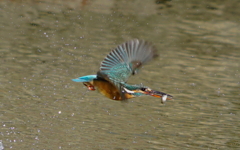 お魚ゲットなカワセミちゃん（♀）