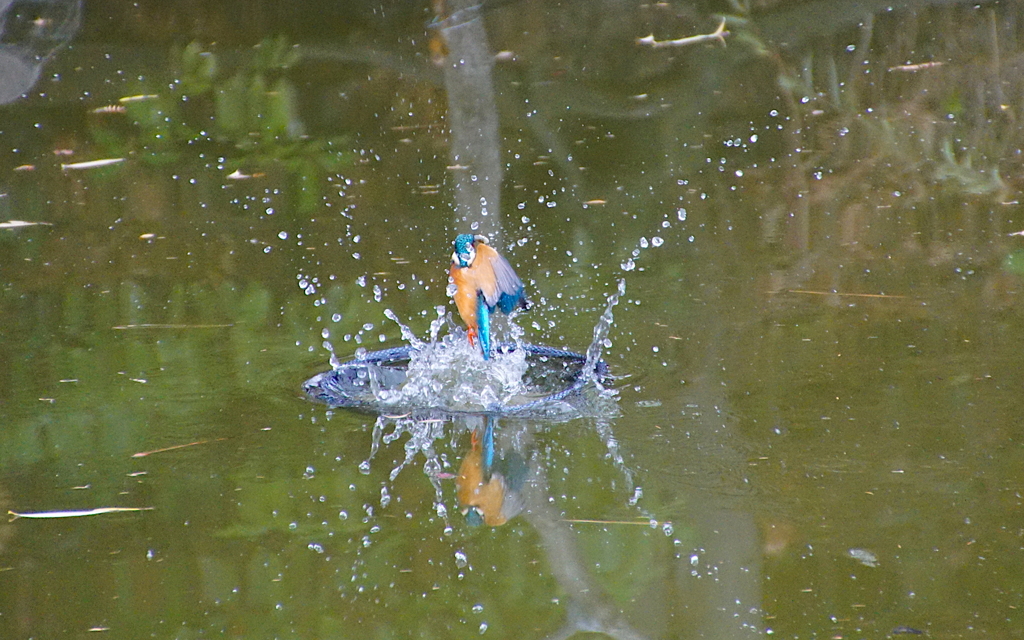 お魚ゲットなうカワセミくん（大阪／城北）