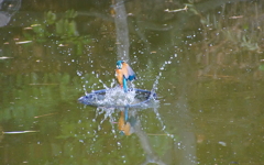 お魚ゲットなうカワセミくん（大阪／城北）