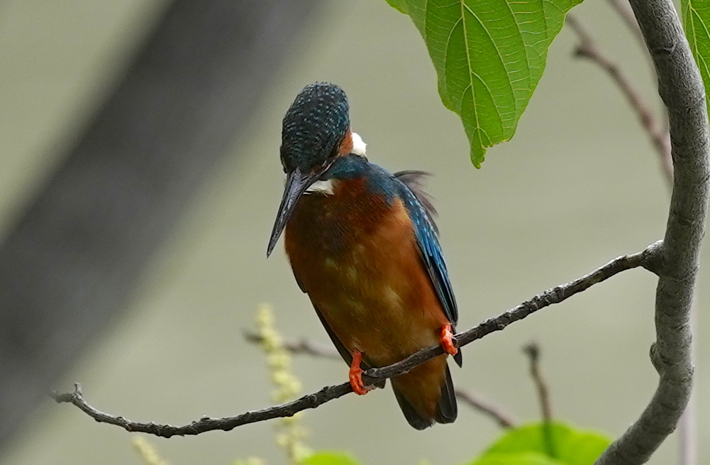細い枝にカワセミくん　　大阪／豊中千里
