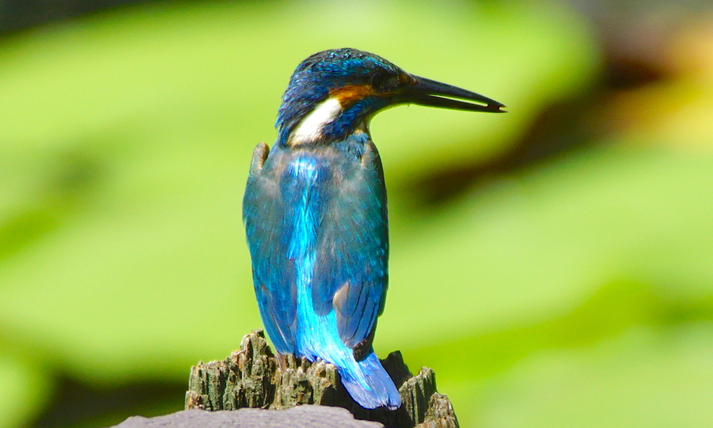 カワセミくん（大阪／千里中央）