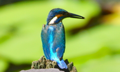 カワセミくん（大阪／千里中央）