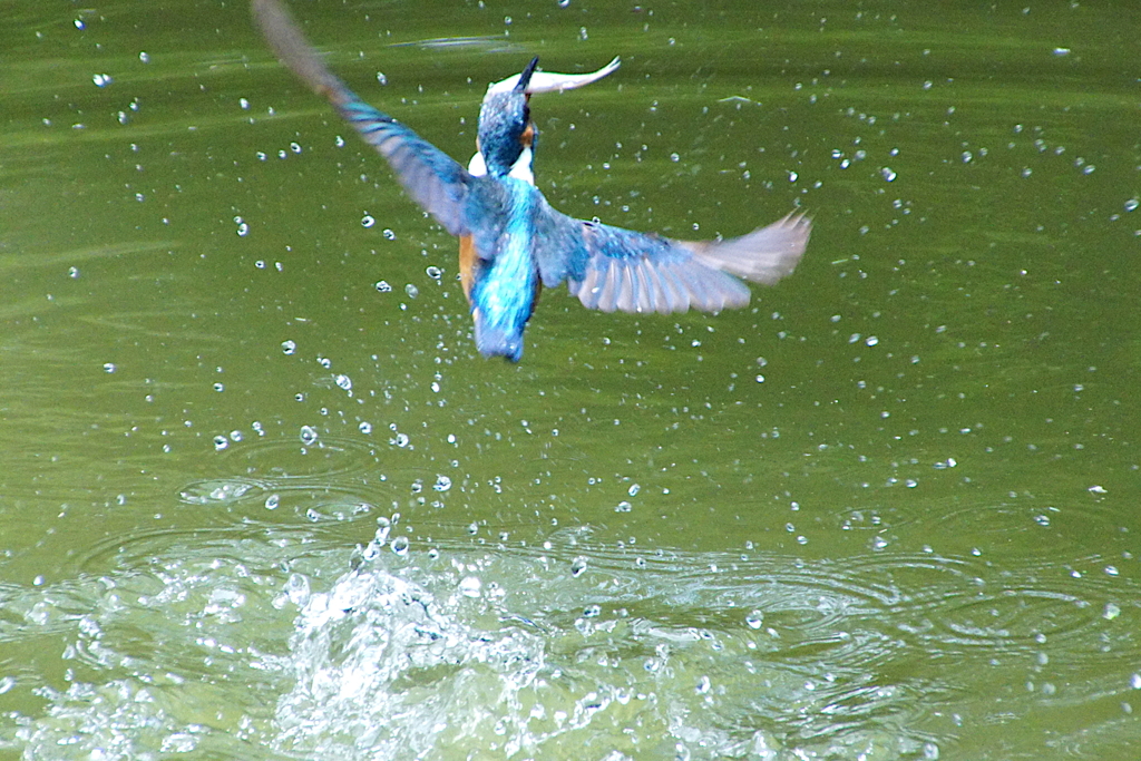 お魚ゲットなカワセミくん