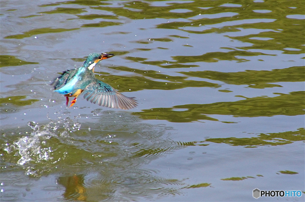 お魚ゲットなカワセミちゃん