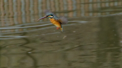 カワセミちゃん