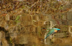 カワセミちゃん（♀）